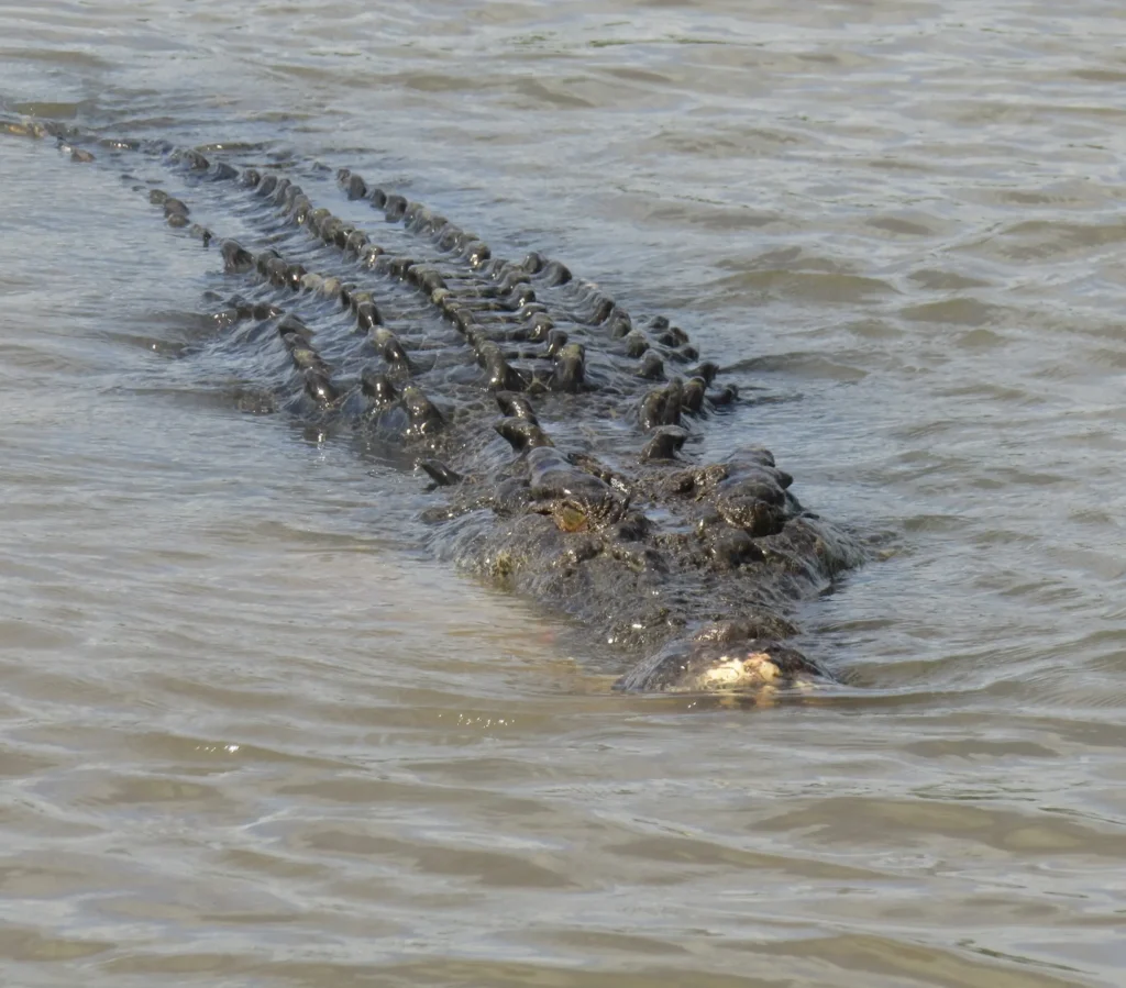 authorities stress Kakadu