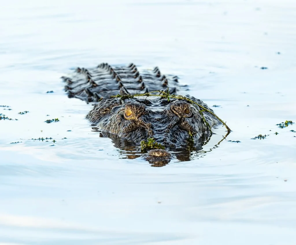 crocodile dense places Kakadu