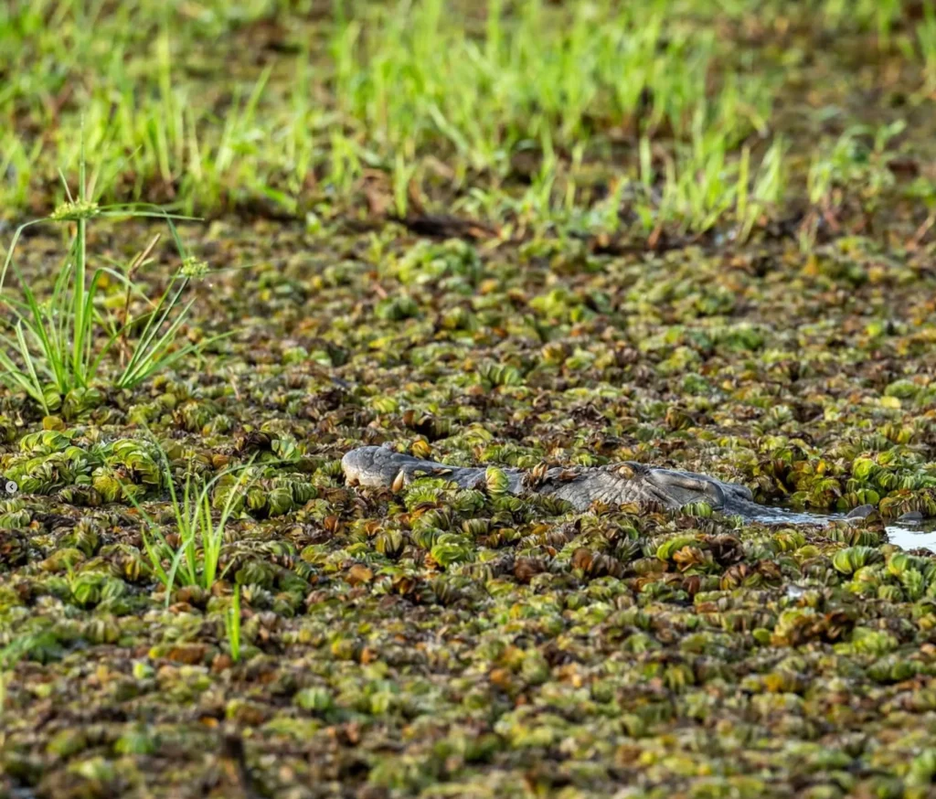crocodile population Kakadu