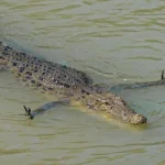 crocodiles at kakadu