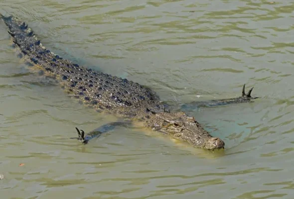 crocodiles at kakadu
