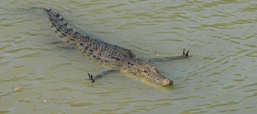 crocodiles at kakadu
