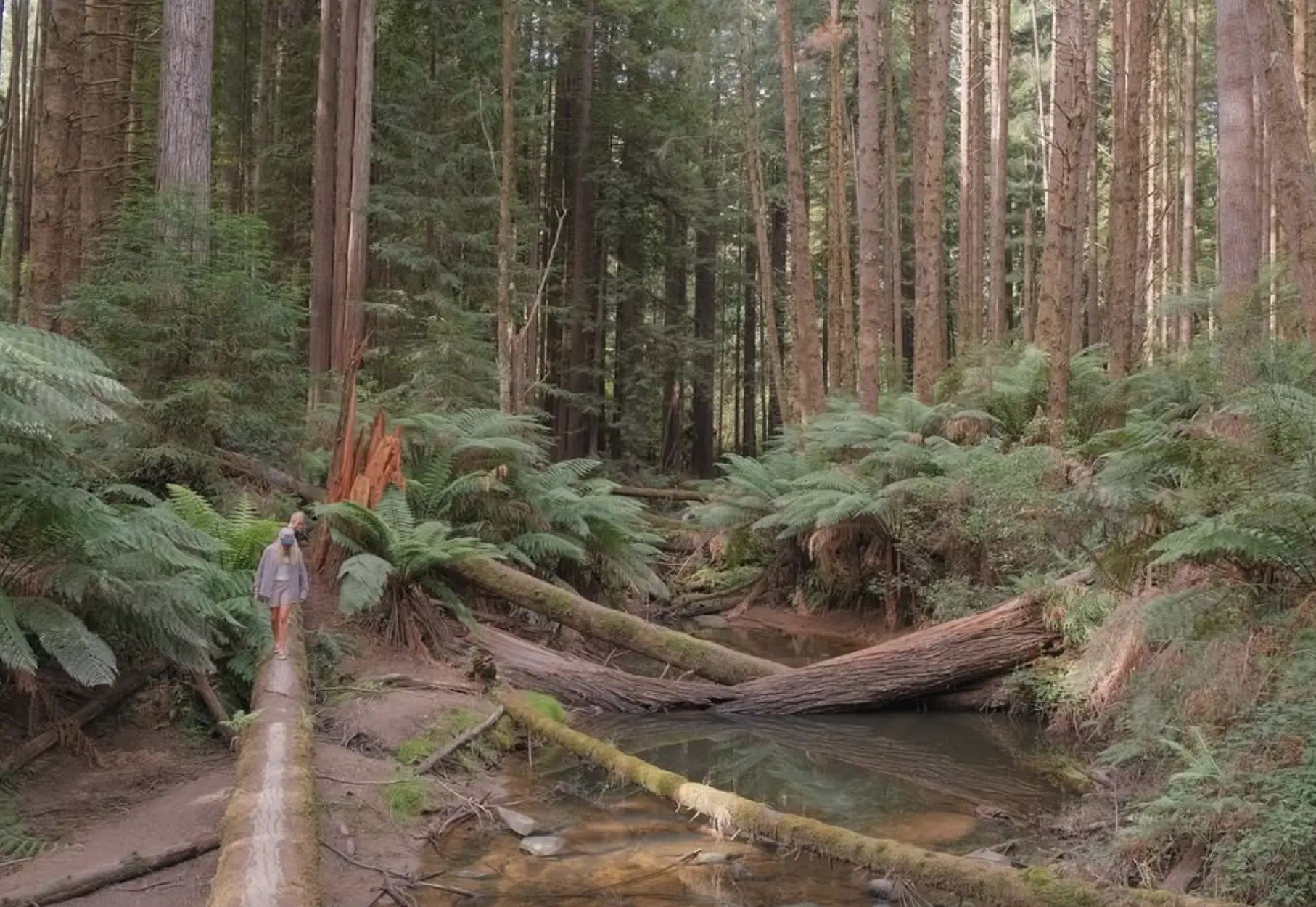 greatotwaynationalpark