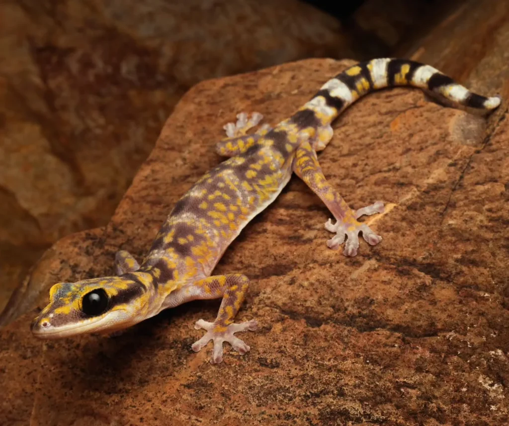 kings canyon tours