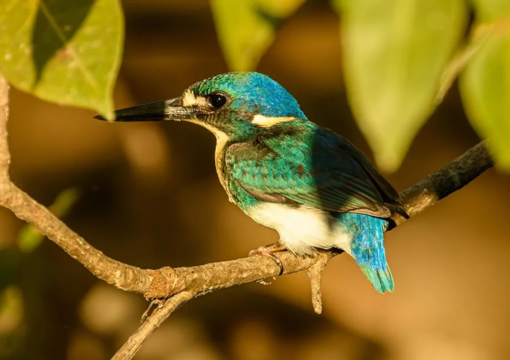 monsoon forest wildlife