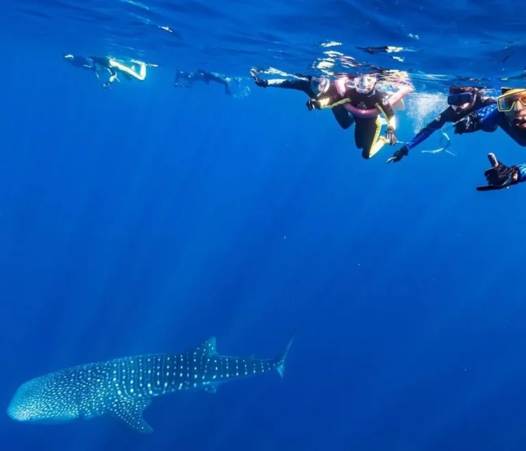 Ningaloo Whale shark tours