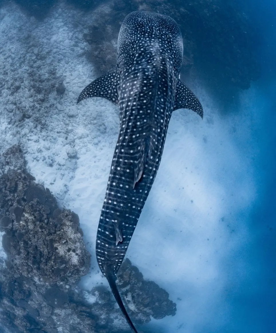 ningaloo whale sharks an unforgettable ocean adventure