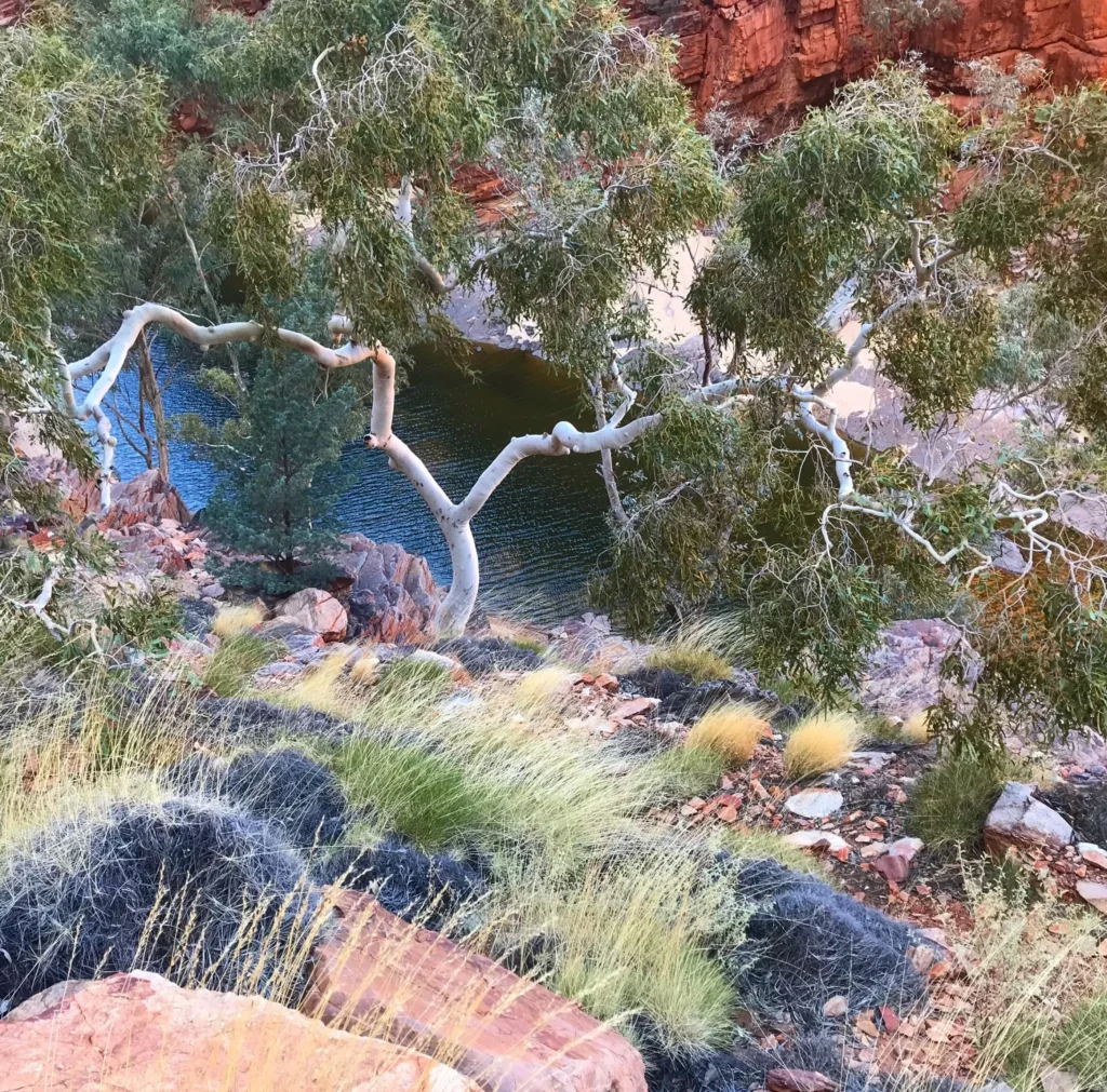 ormiston gorge larapinta