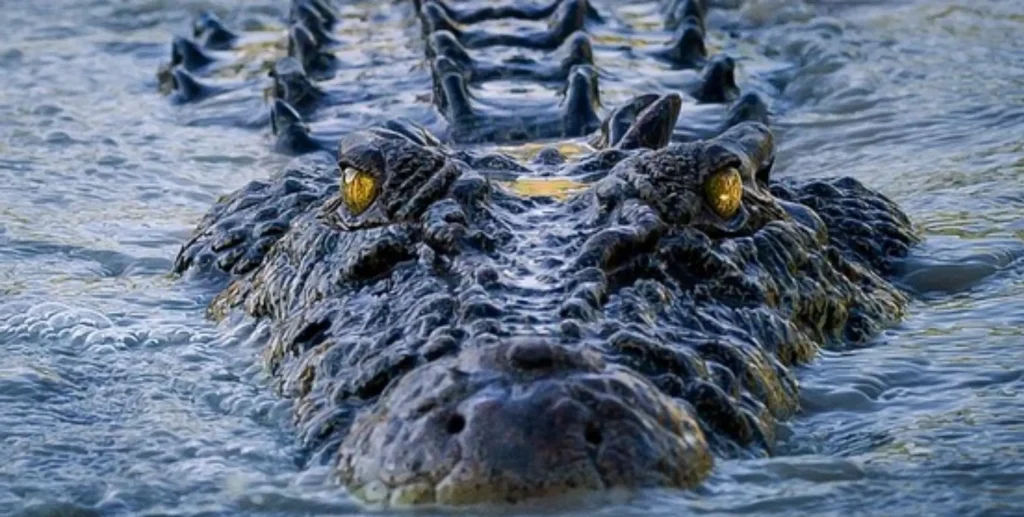 regular crocodile surveys Kakadu