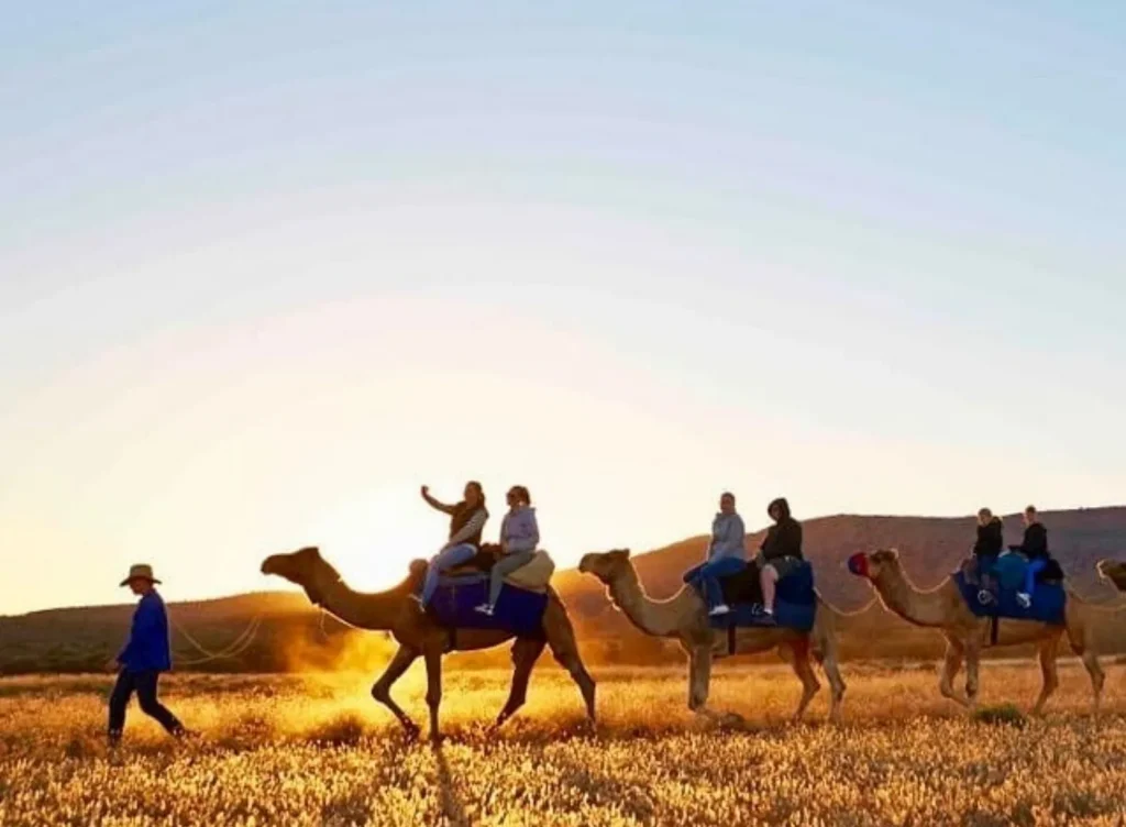 sunset camel rides
