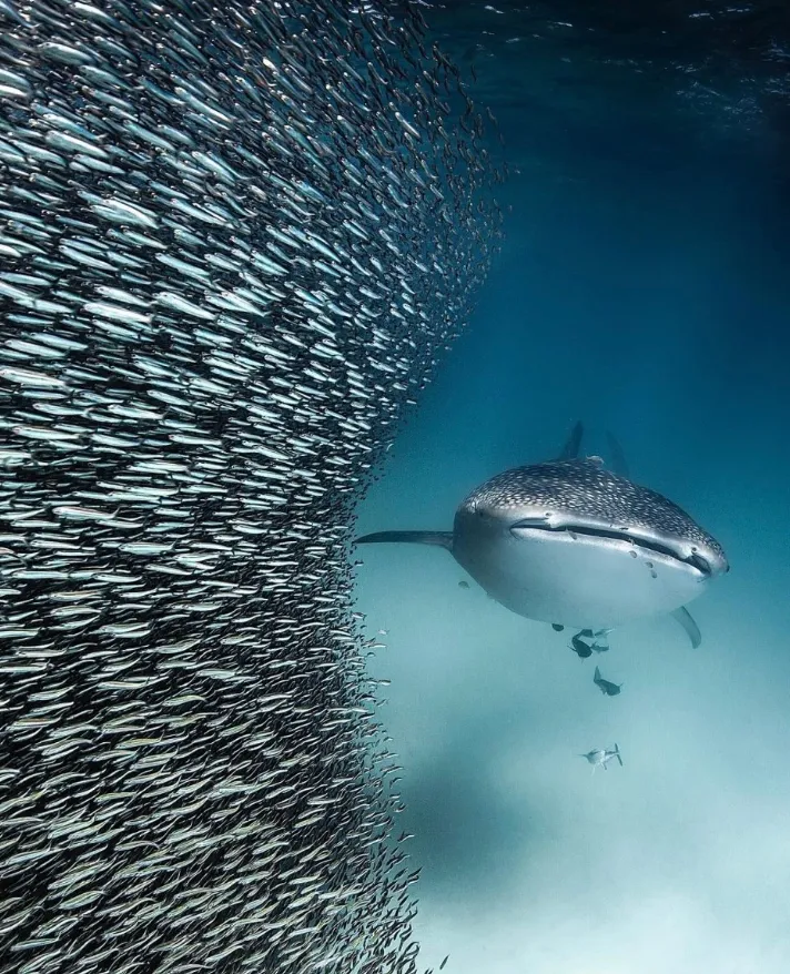 the science behind ningaloos whale shark aggregations