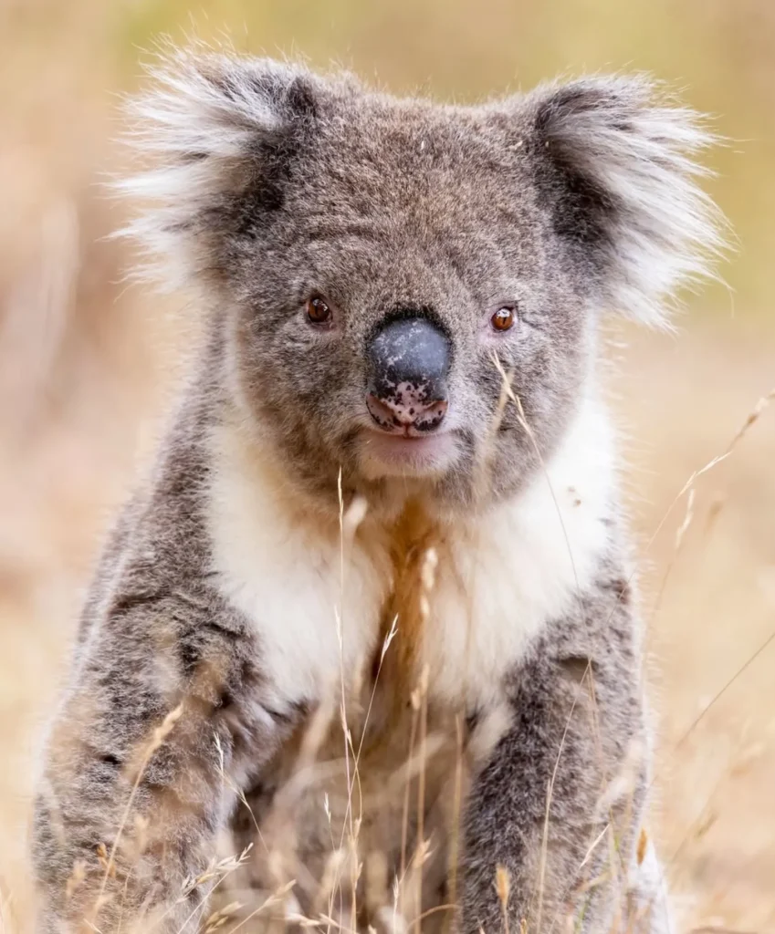 tower hill wildlife reserve