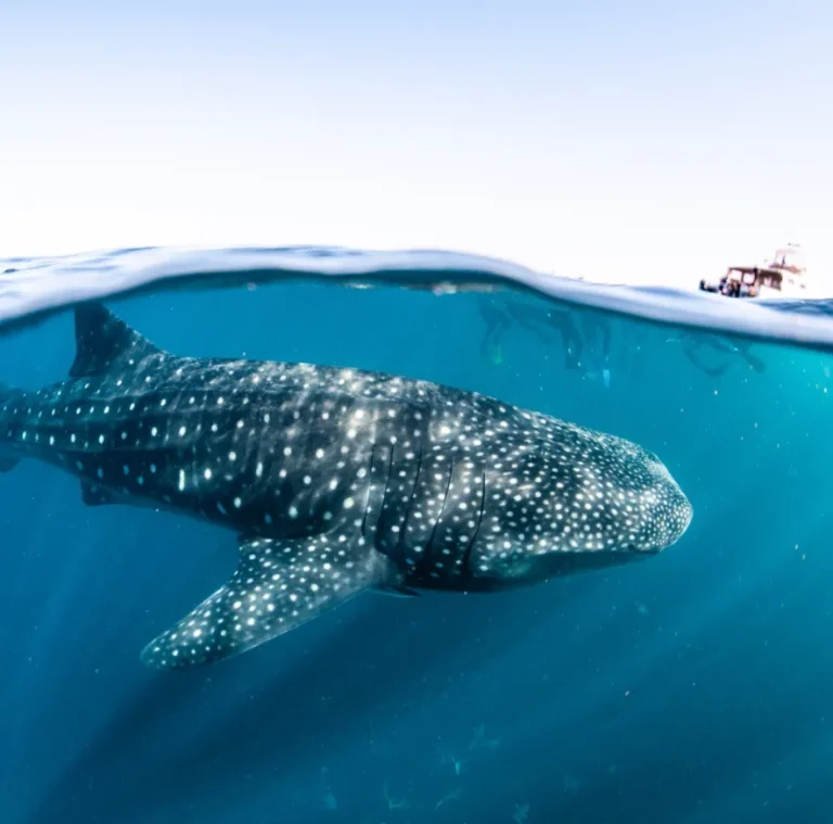 Spotting the Whale Sharks